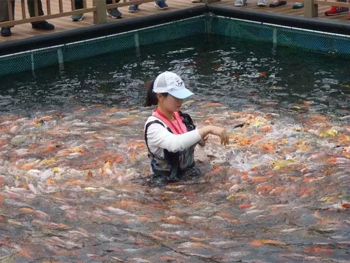 Fish feeding with floating fish pellets