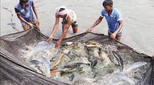 Fish farming