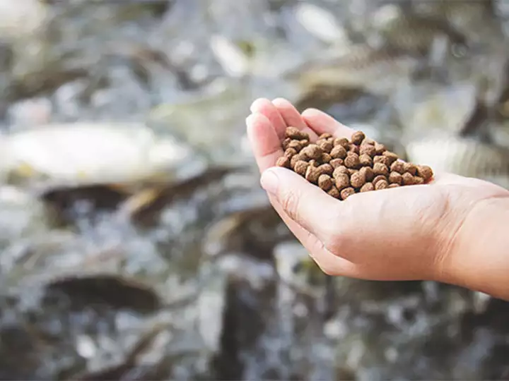 Faça ração flutuante para peixes